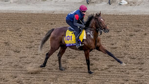 <p>AMERICAN DREAM: City Of Troy and Rachel Richardson on the track for morning exercise ahead of the Breeders Cup this week. Pic: Healy Racing</p>