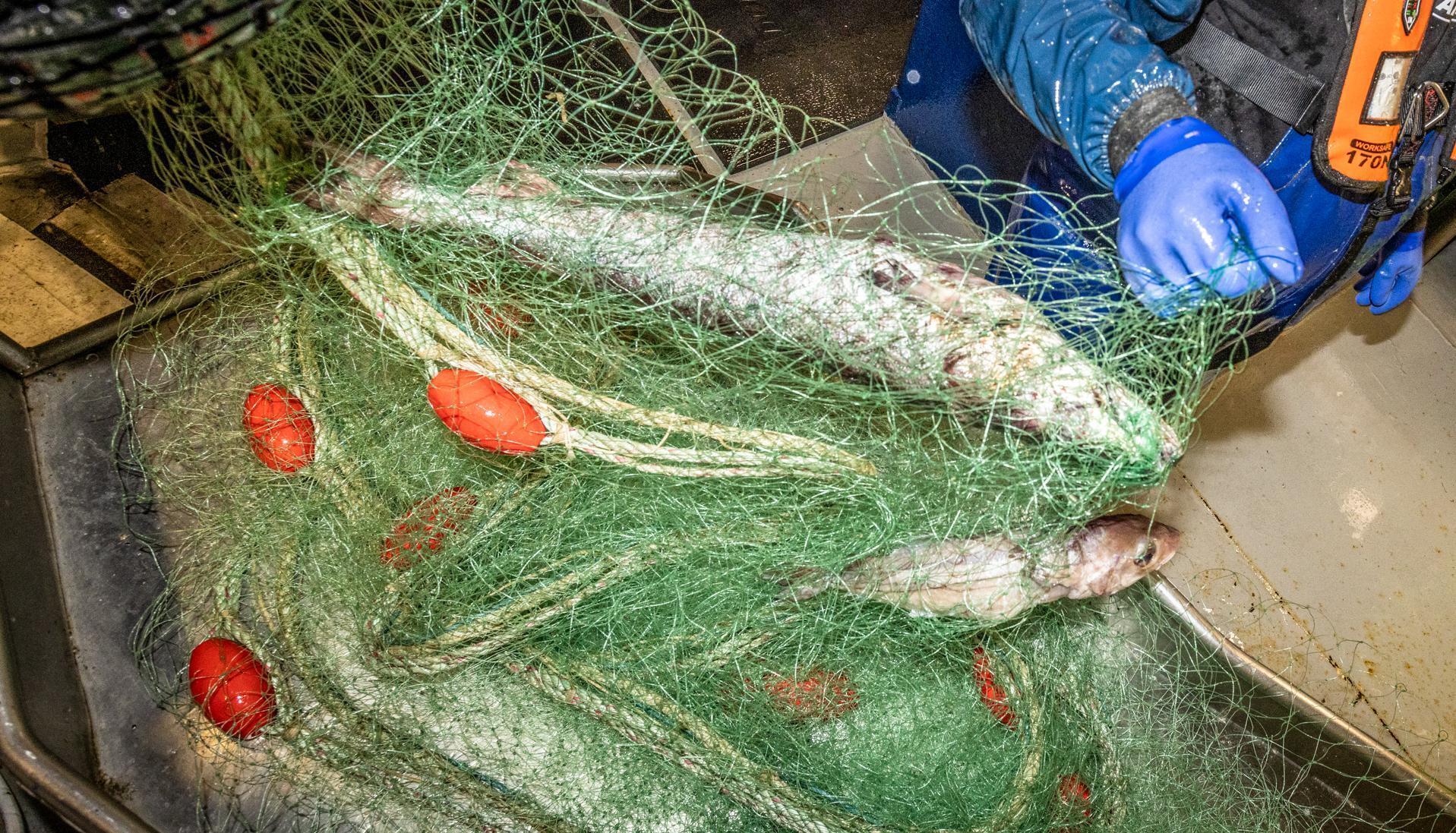 Fishing industry 'in a state of collapse and crisis'