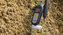 Alfalfa silage and thermometer