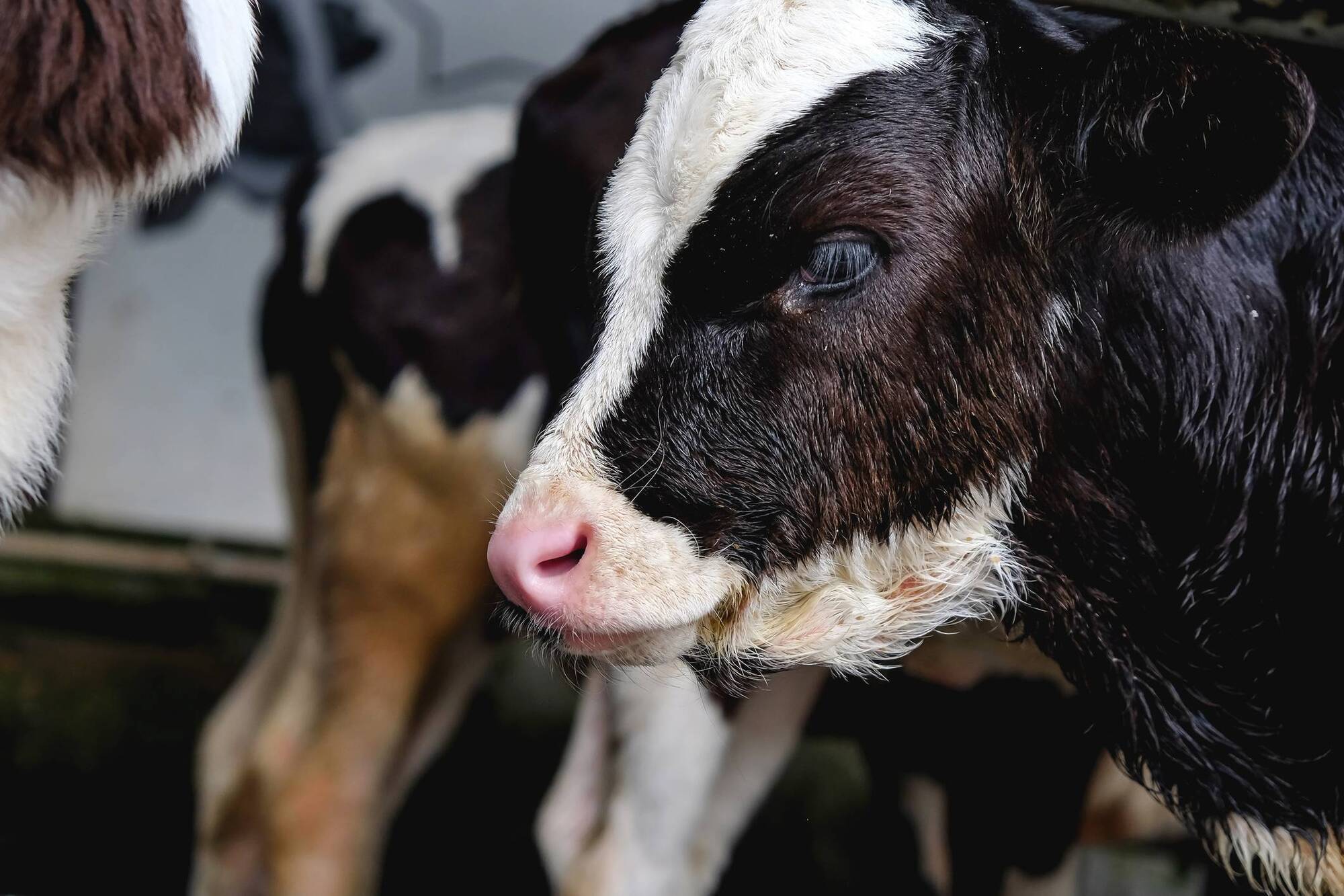 Crypto vaccine launched for 2025 calvers