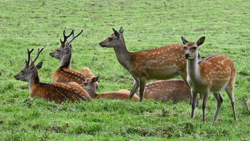 West Cork councillors call for deer cull after litany of 'crashes and near misses'