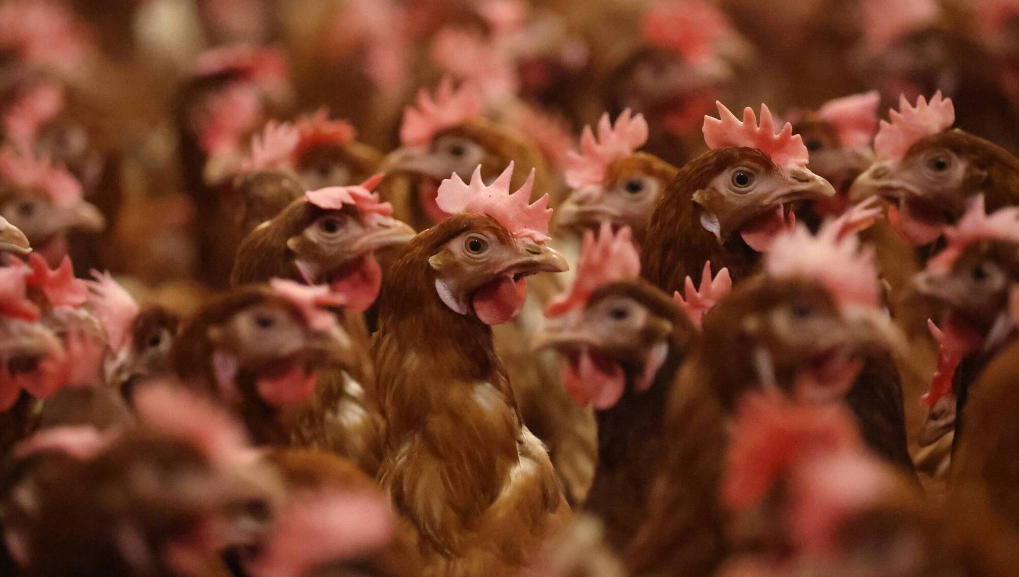 Poultry farmers urged to be on bird flu alert