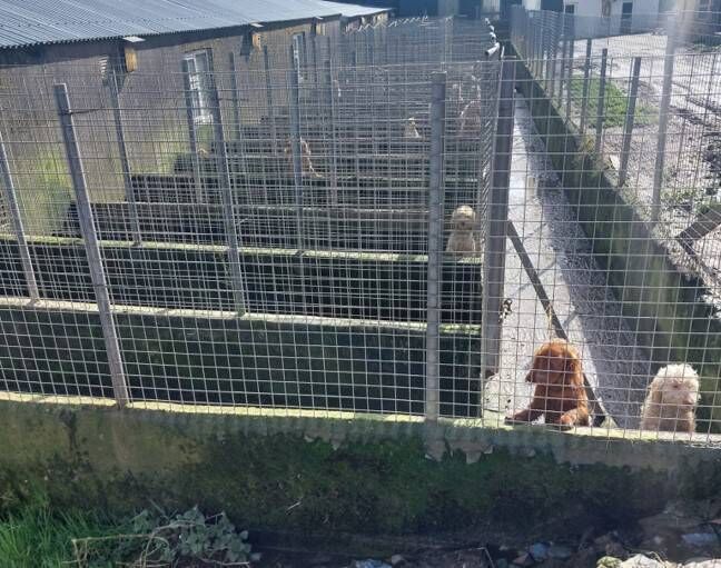 The main kennels where the walls are green and thick with algae. Photo: ISPCA The main kennels where the walls are green and thick with algae. Photo: ISPCA