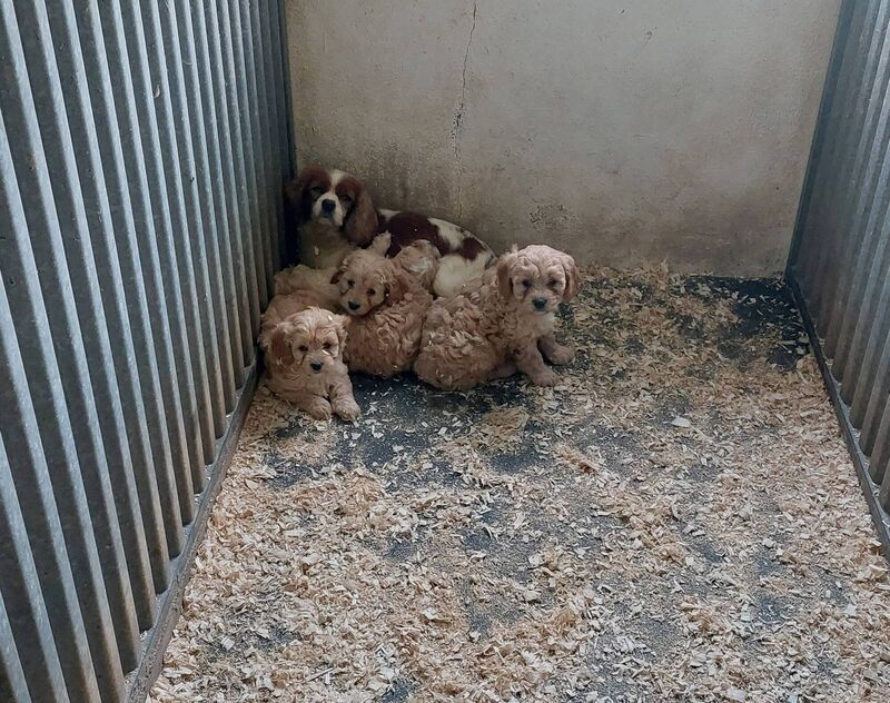 A mother and pups in a shed on the farm where there was no bedding nor heat source. Photo: ISPCA A mother and pups in a shed on the farm where there was no bedding nor heat source. Photo: ISPCA
