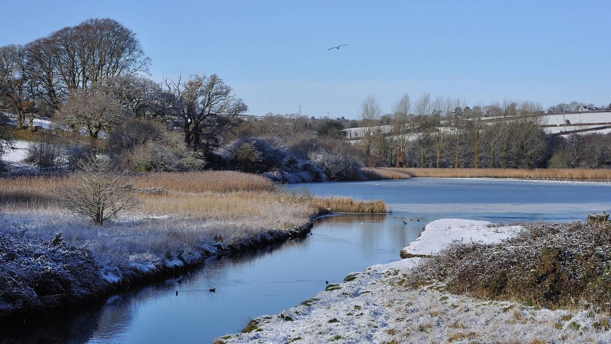Seán Ronayne's worldview was shaped by the wildlife, especially sea birds, around Cork Harbour. Cuskinny Marsh, above,  and its myriad inhabitants played a pivotal role in this growth. Picture: Ronan McLaughlin