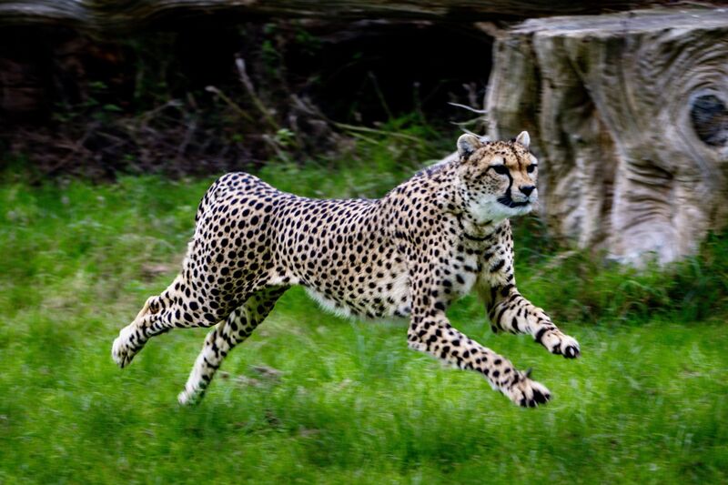 A cheetah at Fota Wildlife Park. The cyberattack, which occurred in late August, saw the park’s website taken offline together with its online ticketing system. Picture: Chani Anderson