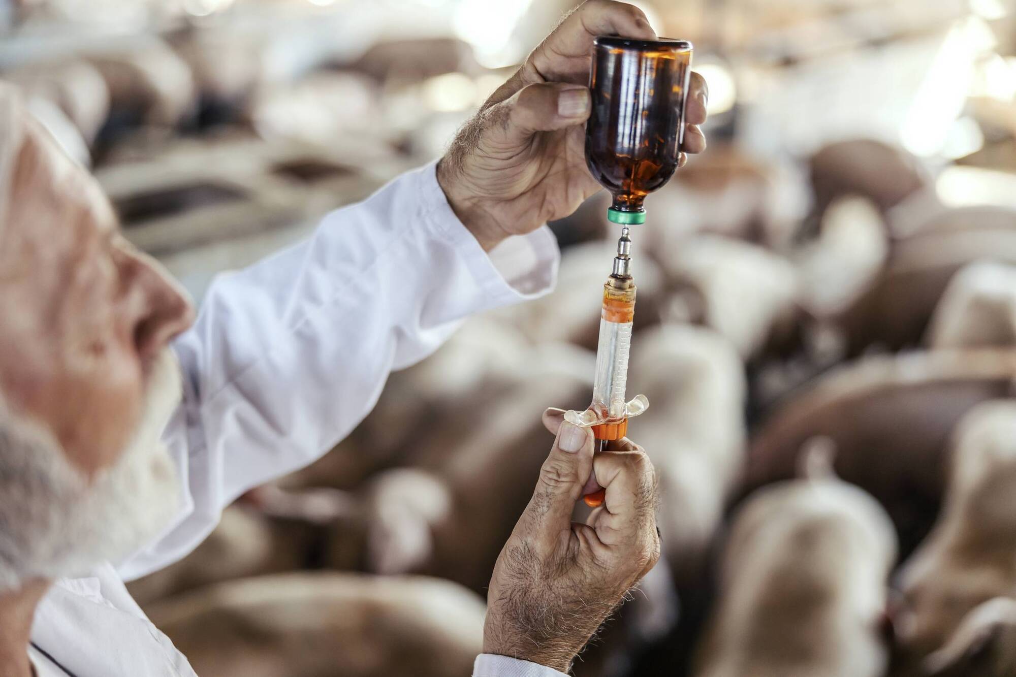 Hazell Mullins: One Health, one welfare - everyone's role in limiting AMR