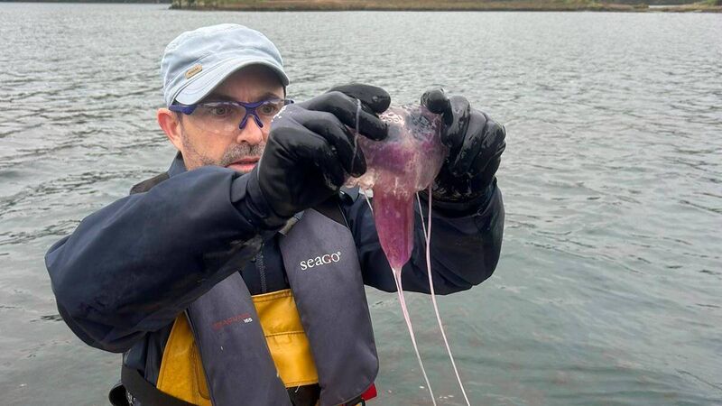 Watch: Hundreds of thousands of mauve stinger jellyfish discovered at Cork lake Watch: Hundreds of thousands of mauve stinger jellyfish discovered at Cork lake