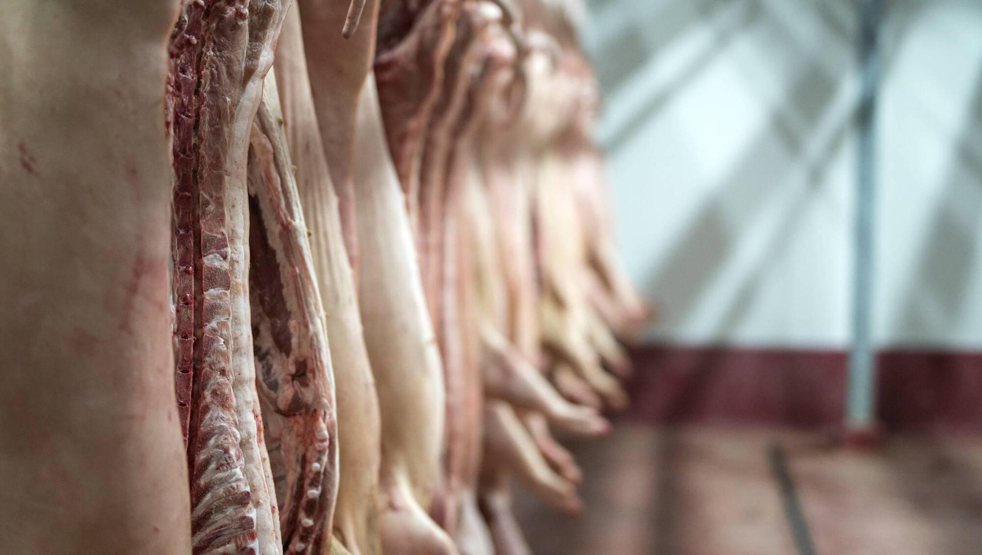 Pig prices unchanged at €2.08-2.12/kg
