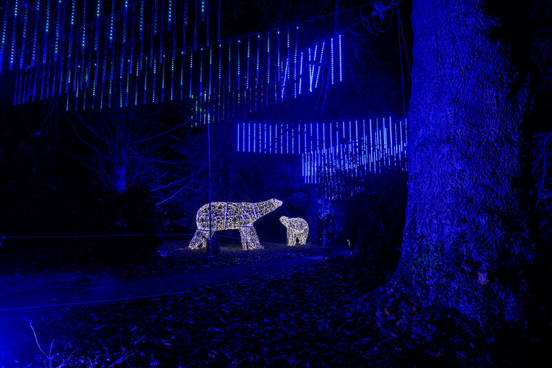 Polar bears at Wonderlights Cork at Fota. Picture Dan Linehan Polar bears at Wonderlights Cork at Fota. Picture Dan Linehan