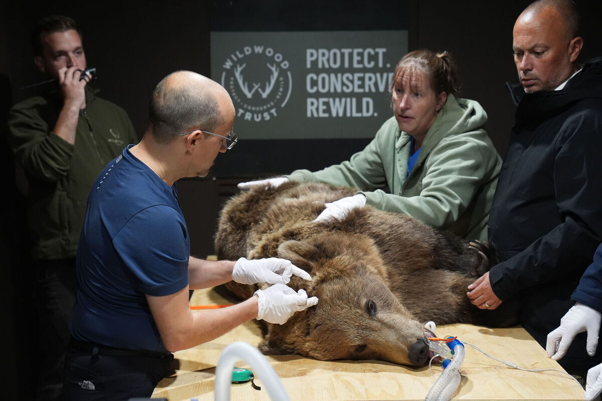 Specialist wildlife veterinary surgeon, Romain Pizzi, prepares to perform surgery to drain fluid from the brain of two-year-old brown bear Boki, at Wildwood Trust in Kent