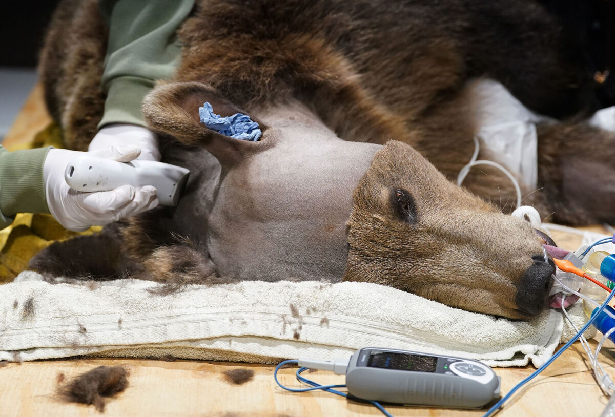 The surgery to drain fluid from the brain of Boki is first time an operation of this kind has been carried out in Britain