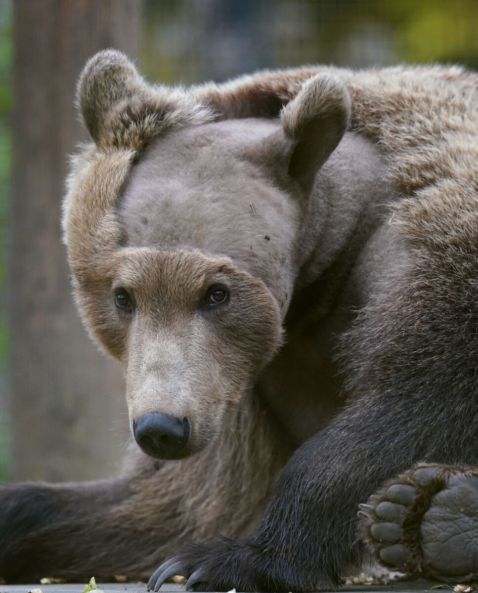 Two-year-old brown bear Boki in his enclosure at the Wildwood Trust in Canterbury, Kent, as he recovers from surgery to drain fluid from his brain. An MRI scan earlier this year on Boki, who had been suffering from seizures and related health issues, revealed he has hydrocephalus (fluid on the brain)