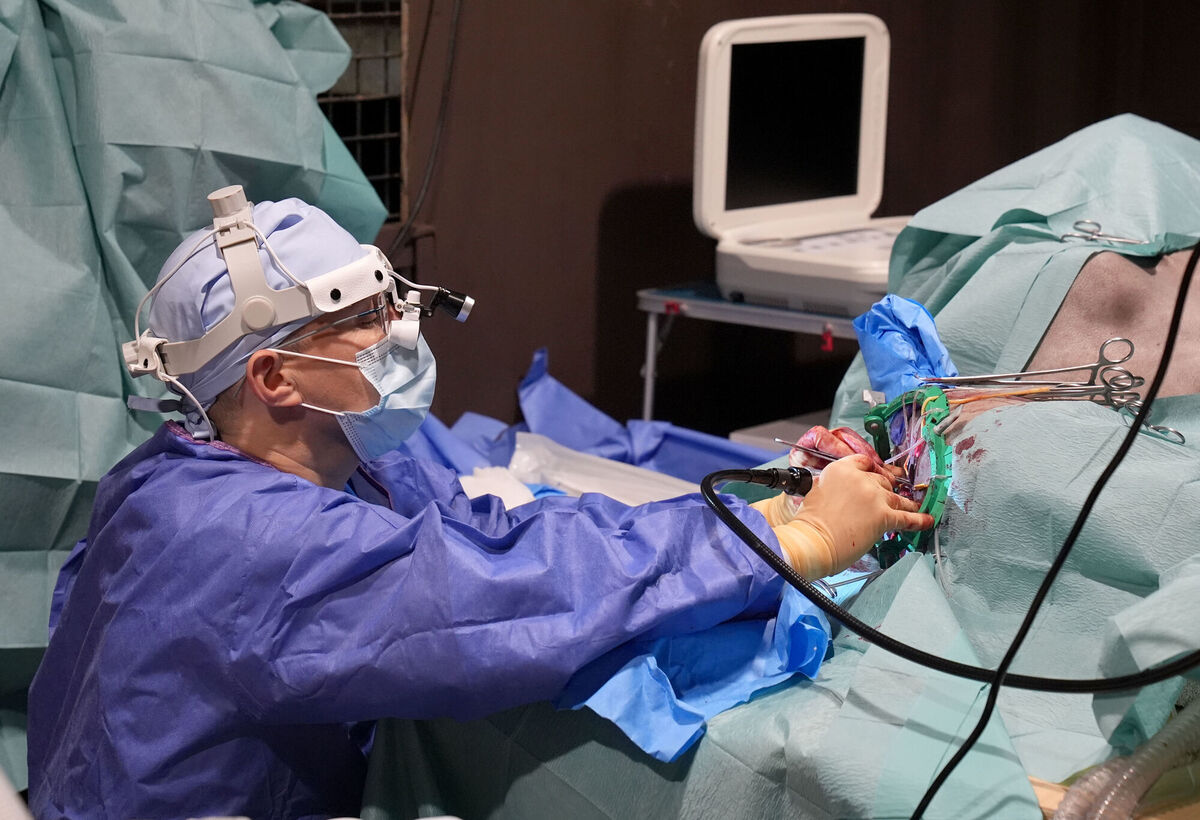 Specialist wildlife veterinary surgeon, Romain Pizzi performing surgery to drain fluid from the brain of two-year-old brown bear Boki, at Wildwood Trust in Kent