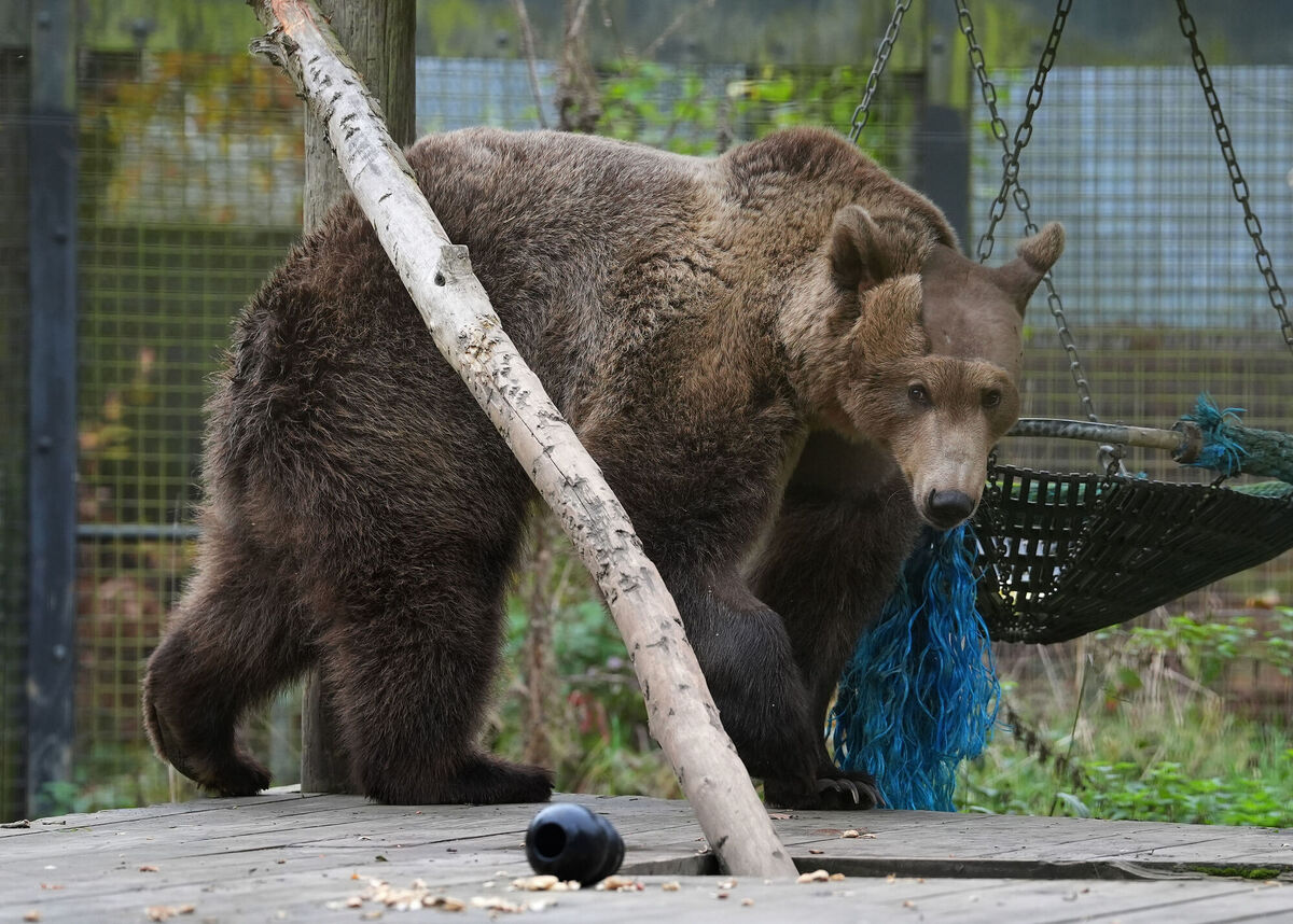 Two-year-old brown bear Boki in his enclosure at the Wildwood Trust 