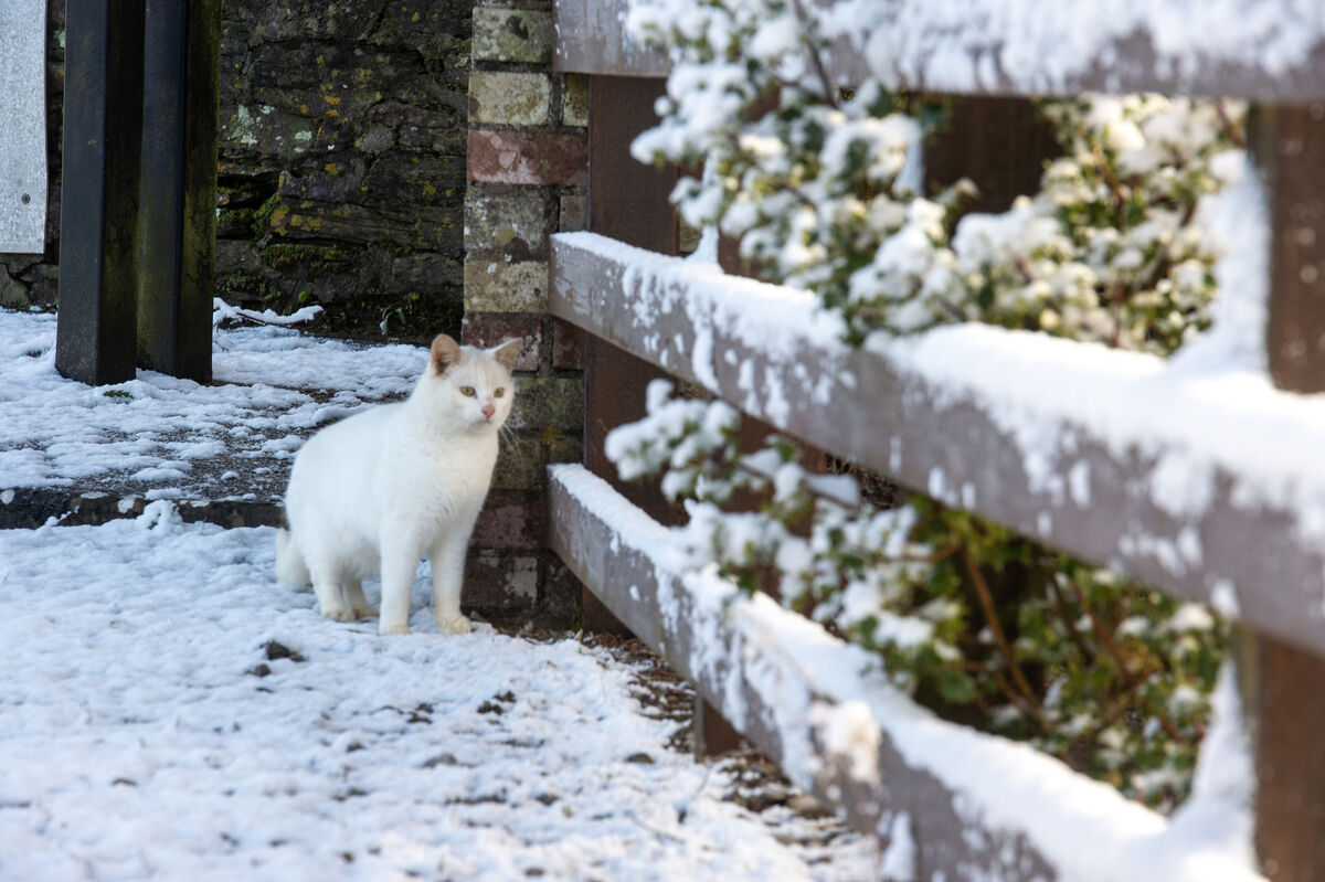 A cat making his way through the snow in Inchigeelagh, Co Cork. Picture Dan Linehan A cat making his way through the snow in Inchigeelagh, Co Cork. Picture Dan Linehan