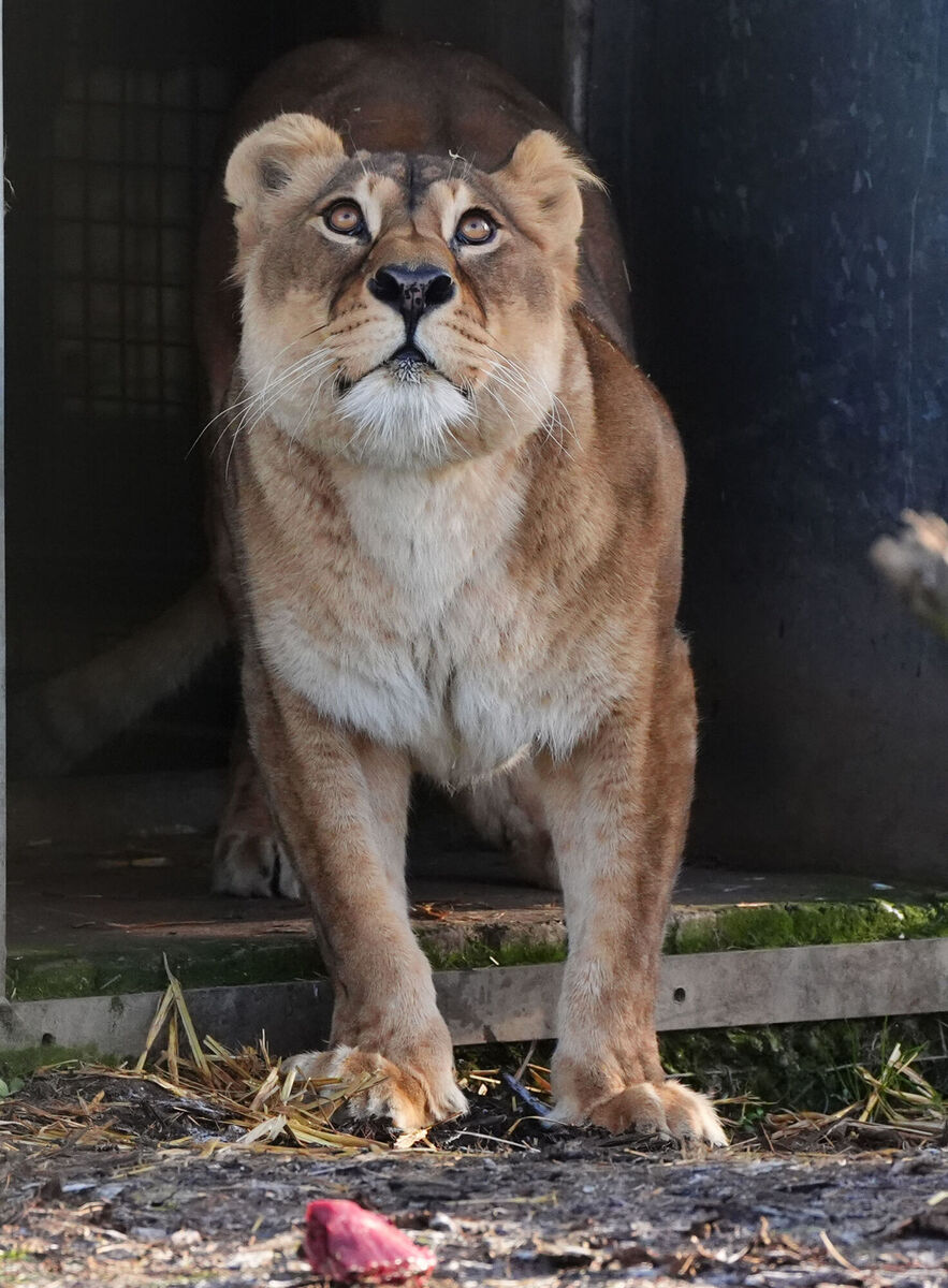 Plusza was rescued from an area affected by heavy shelling in eastern Ukraine in 2022, before being moved through Kyiv, Poland, and Belgium to reach the safety of Scotland Plusza was rescued from an area affected by heavy shelling in eastern Ukraine in 2022, before being moved through Kyiv, Poland, and Belgium to reach the safety of Scotland