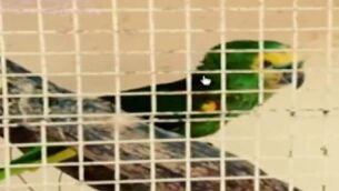 Falcao has a parrot who cheers ‘Gol de Falca’ when he scores