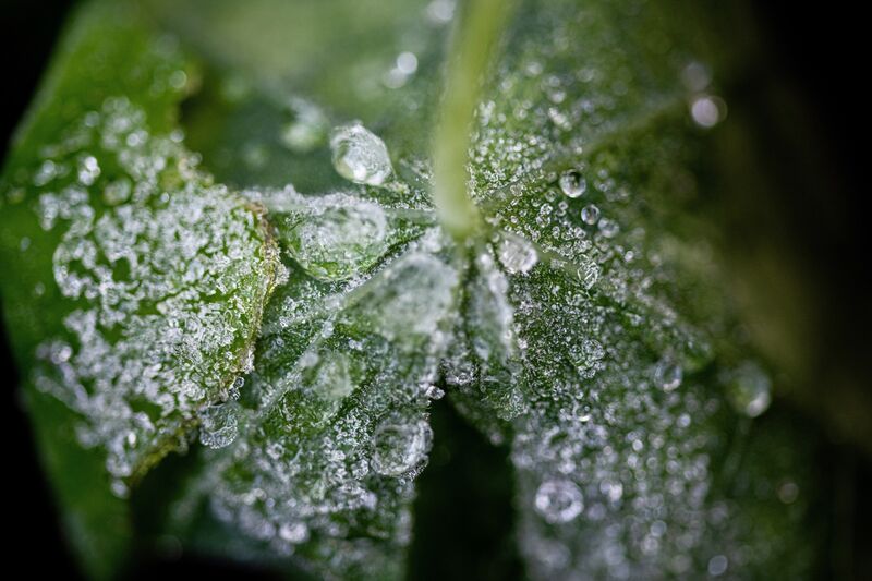 Frozen dew drops cling to leaves. Picture: Chani Anderson Frozen dew drops cling to leaves. Picture: Chani Anderson