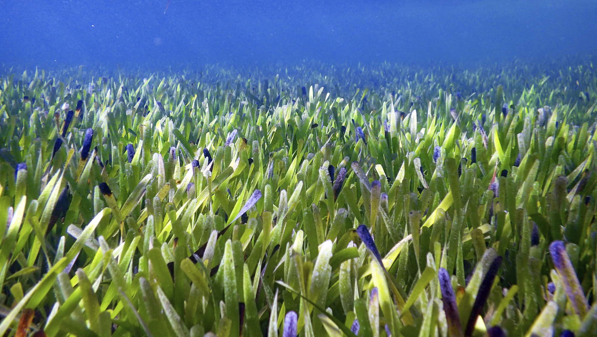 Cork man making waves with drone start-up to restore seagrass