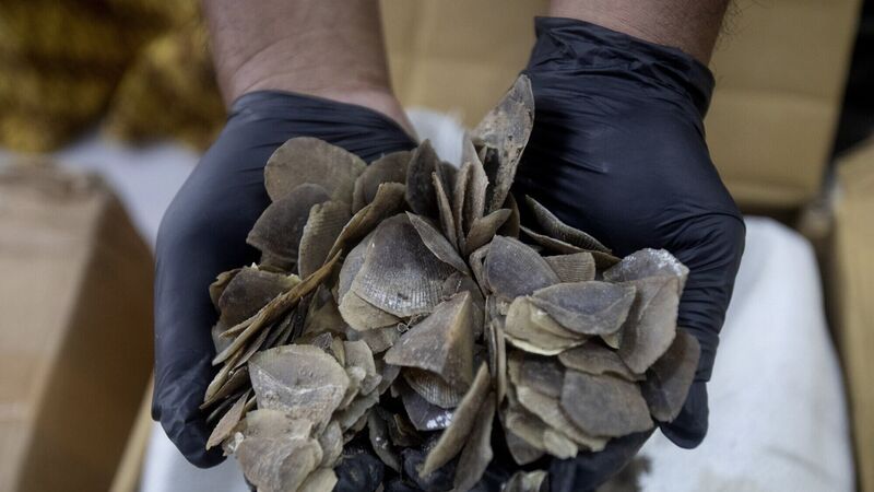 Indonesia seizes ton of endangered pangolin scales meant for Chinese clients