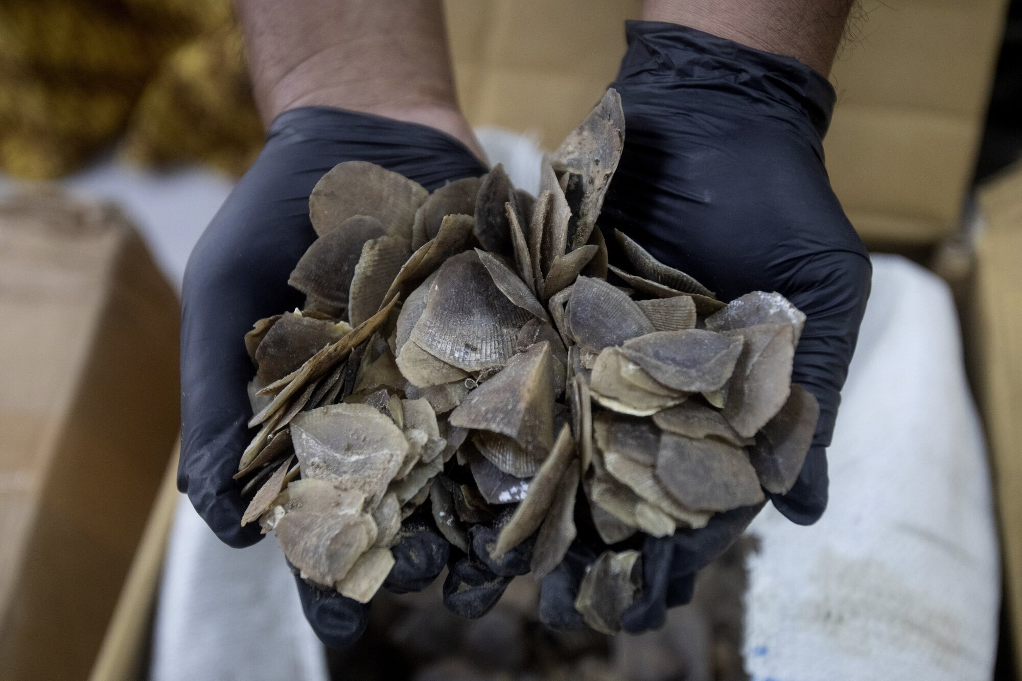 Indonesia seizes ton of endangered pangolin scales meant for Chinese clients