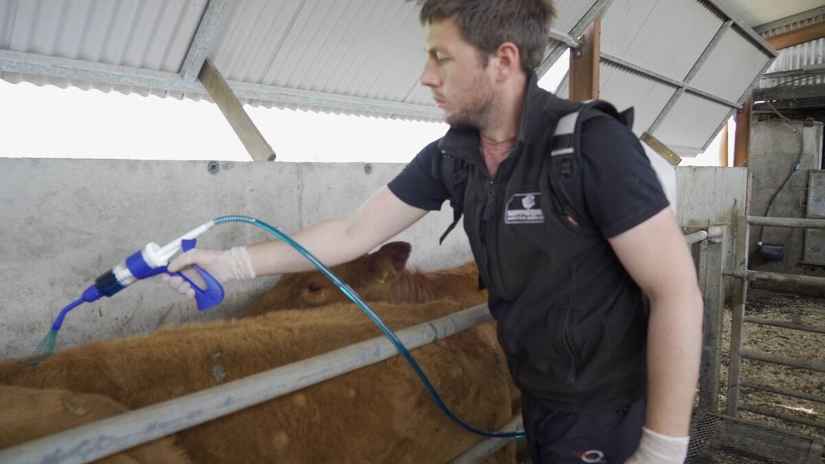 Solantel Pour-On is a single-active, pour-on flukicide.