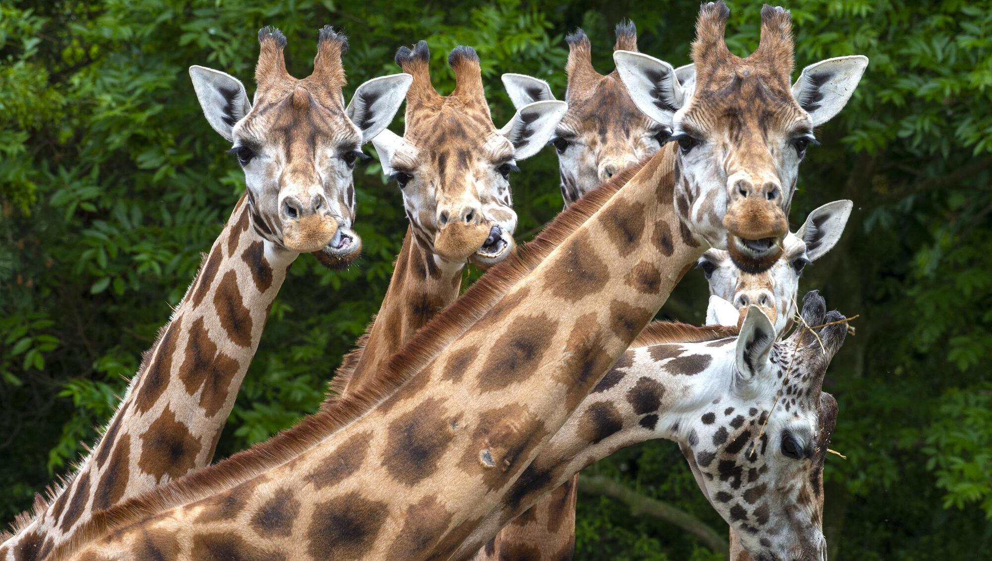Modest growth in visitor numbers sees Fota Wildlife Park's surplus almost triple