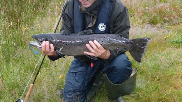 Sea trout population under threat, UCC research finds