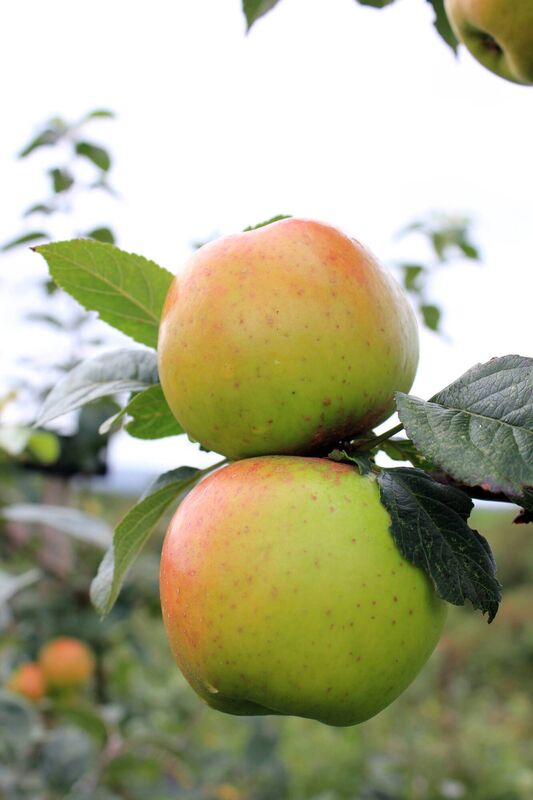 Heritage Irish Apple tree. €30, irishseedsavers.ie