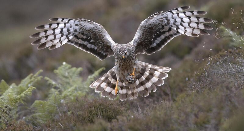 For highly threatened species, such as hen harrier, the Birds directive requires that special protection areas (SPAs) are designated and managed to halt the decline or disappearance of the bird species