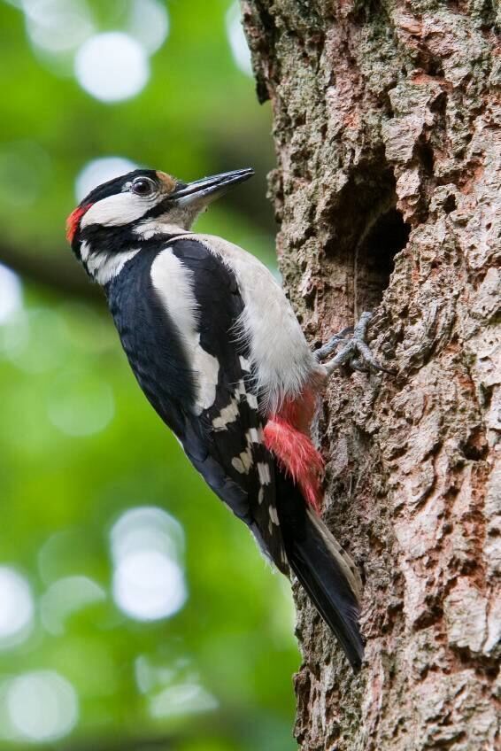 Great spotted woodpecker (Dendrocopos major) 