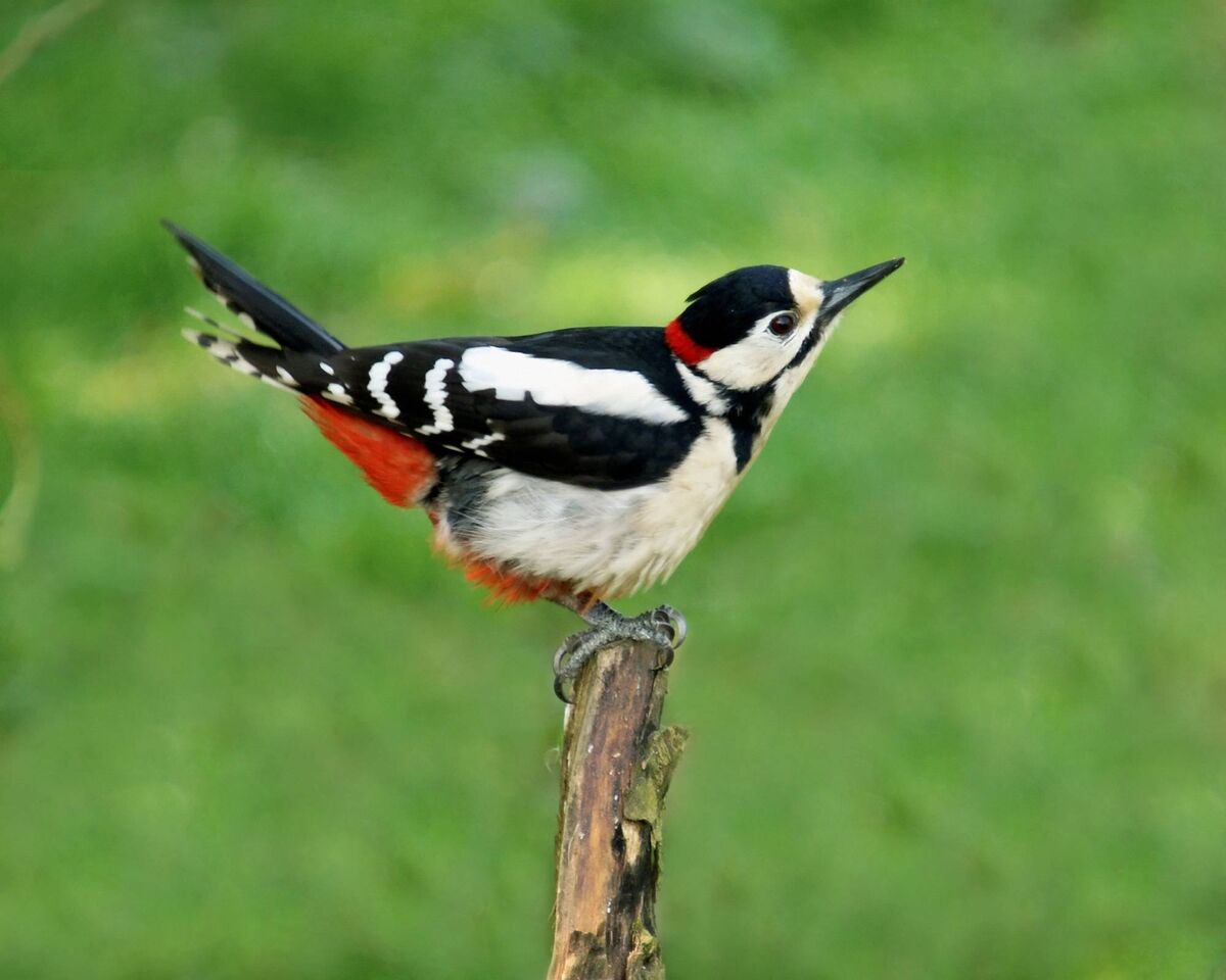 Much of a woodpecker's anatomy has evolved for chiselling into trees. They climb with agility, using their feet to cling to the bark. Strong tail feathers press down against the trunk, helping steady them as they get stuck into the job of pecking. Their skull is fitted with shock absorbers, in the form of special air pockets in the skull bones that cushion the brain from the impact of hammering