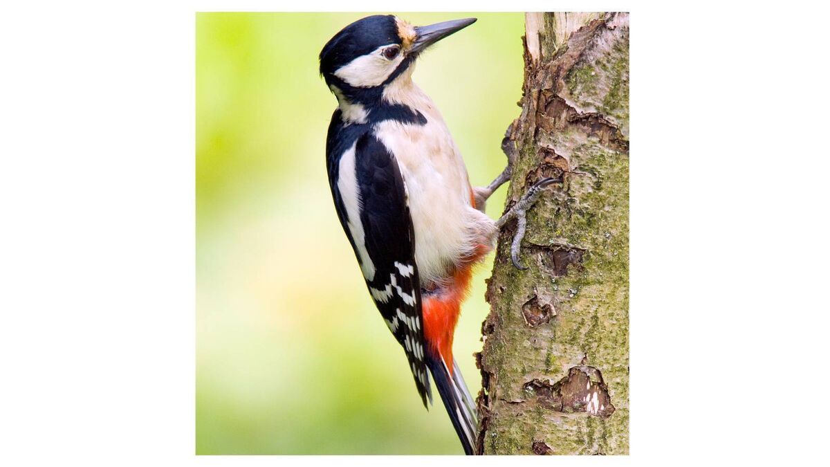 The great spotted woodpecker (dendrocopos major) was likely common across Ireland once — it was referred to in early Irish medieval poetry. As woodlands were cleared for agriculture and iron smelting, woodpeckers would have found themselves increasingly homeless and hungry. It is thought they probably became extinct as a breeding species during the 17th or 18th centuries.