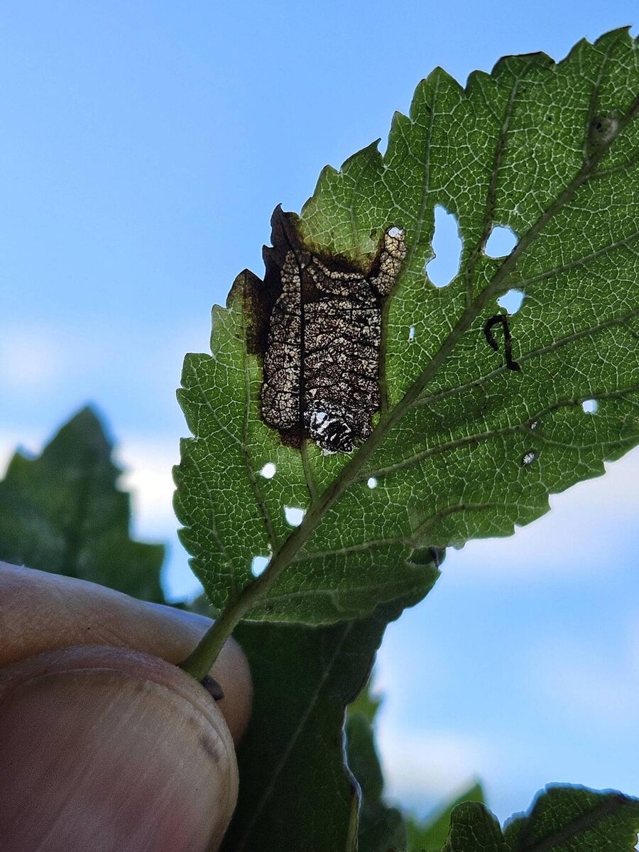 Coiled mines created by the micromoth caterpillar Stigmella viscerella Coiled mines created by the micromoth caterpillar Stigmella viscerella
