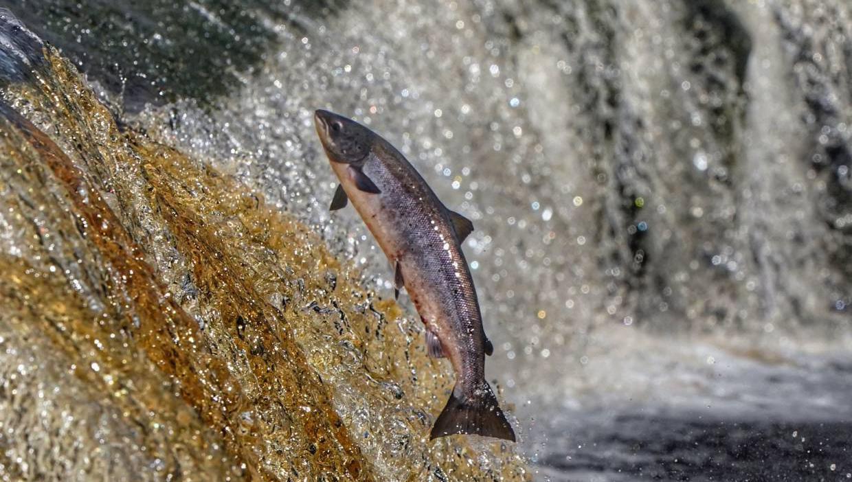 'I’m not God,' says Cork hydro-electric plant owner in court case over trapped salmon