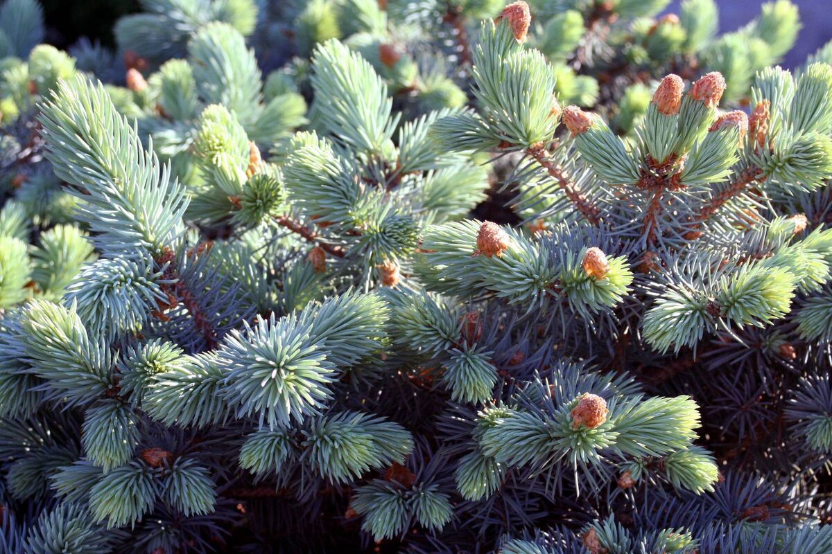 The vibrant foliage of Picea pungens 'Globosa' is even more striking during the winter months.