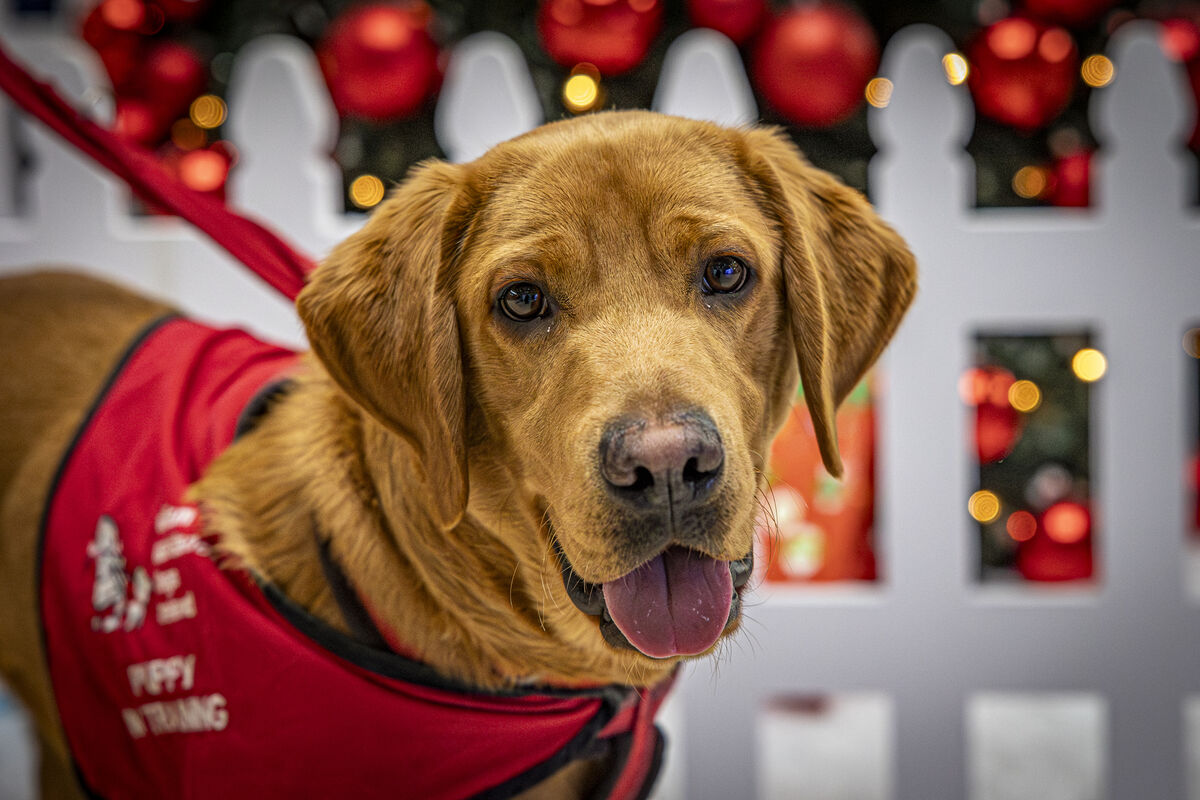 8 month old JayJay at the Parkway Shopping Centre in Limerick. Picture: Kieran Ryan-Benson.