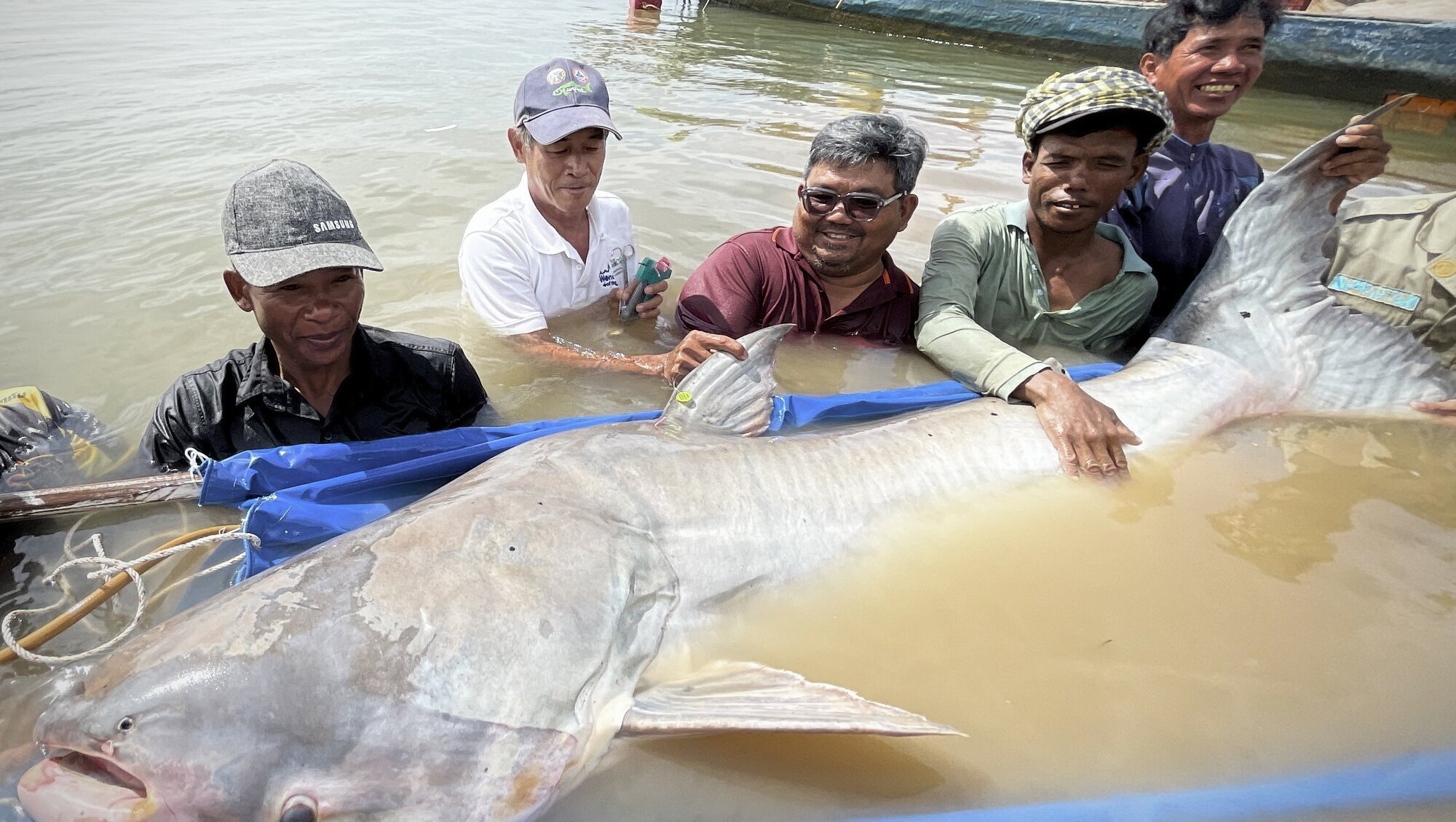 Catching six Mekong giant catfish is sign of hope for species – conservationists