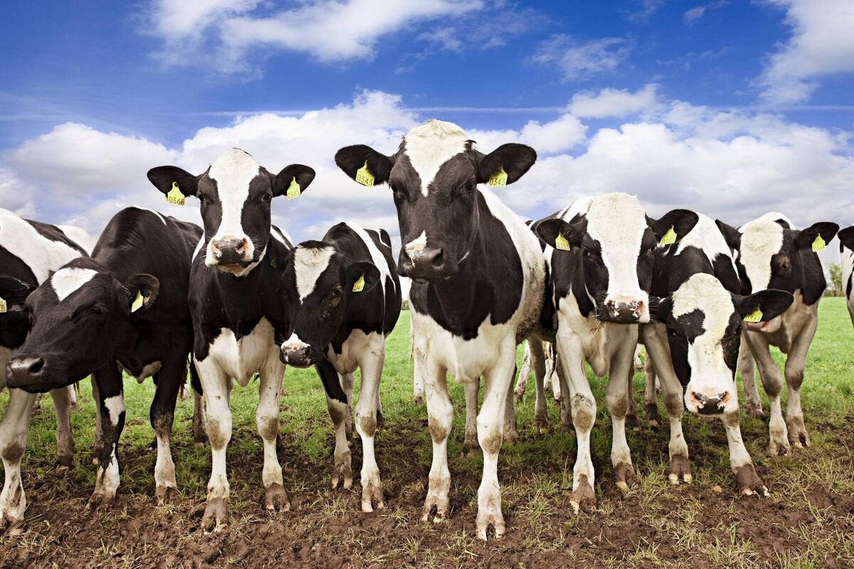 Biomethane or biogas is about making fuel gas from waste including agricultural slurry/manure but also from the food industry and even from sewage treatment plants. Picture: iStock Biomethane or biogas is about making fuel gas from waste including agricultural slurry/manure but also from the food industry and even from sewage treatment plants. Picture: iStock