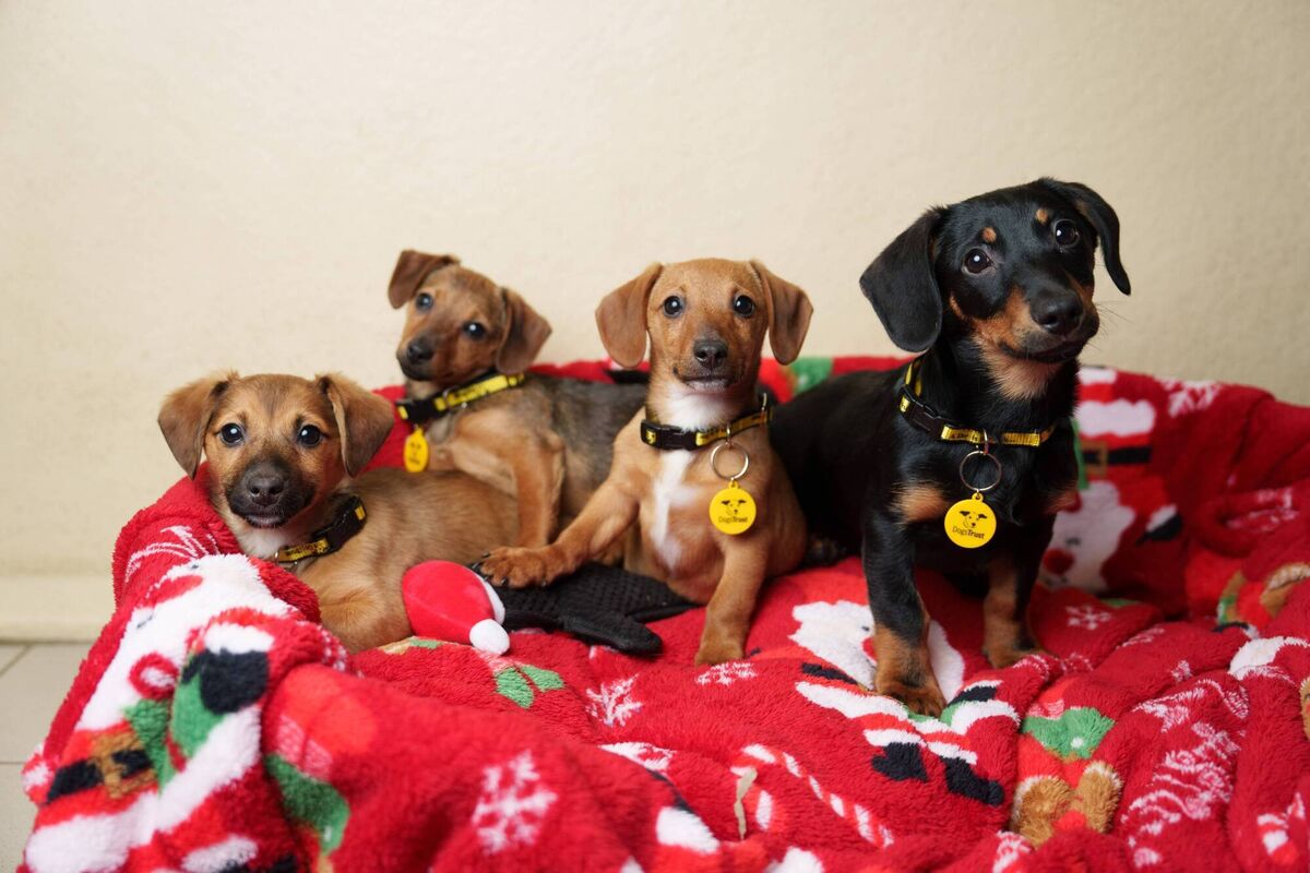 Staff at the centre have since named the pups Betty Lou, Cindy Lou, Dr Suess, and Martha May, after characters from the Christmas movie 'How the Grinch Stole Christmas'. Photo: Fran Veale Staff at the centre have since named the pups Betty Lou, Cindy Lou, Dr Suess, and Martha May, after characters from the Christmas movie 'How the Grinch Stole Christmas'. Photo: Fran Veale
