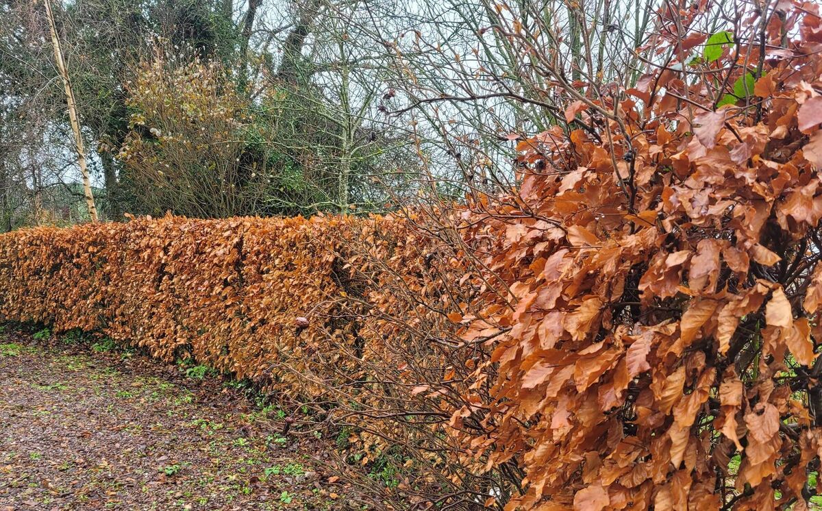 Beech hedge: 'I don’t think it’s had any bird nests, and it has very little insect life around it.' Beech hedge: 'I don’t think it’s had any bird nests, and it has very little insect life around it.'
