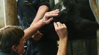 Dairy cattle eye check