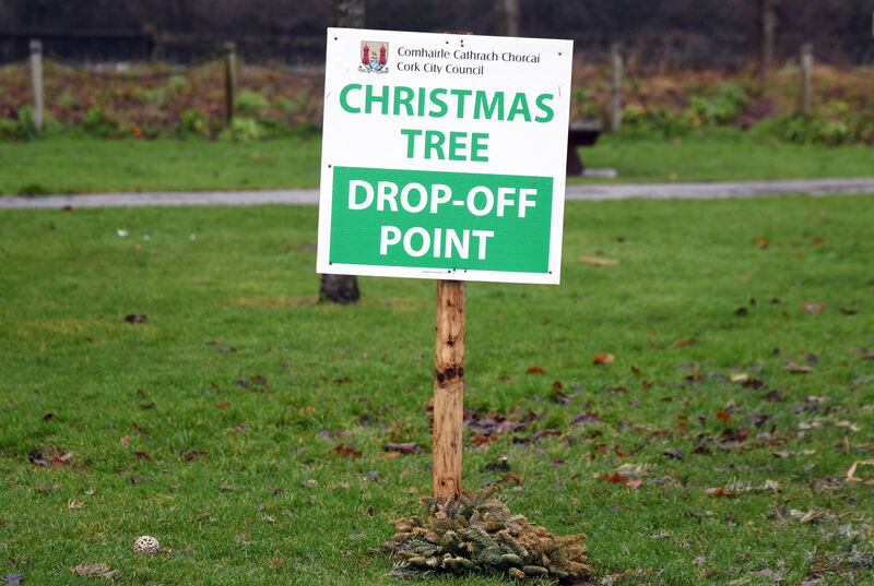 Real trees can be recycled through chipping and composting, which helps offset their environmental cost. Picture: Denis Minihane