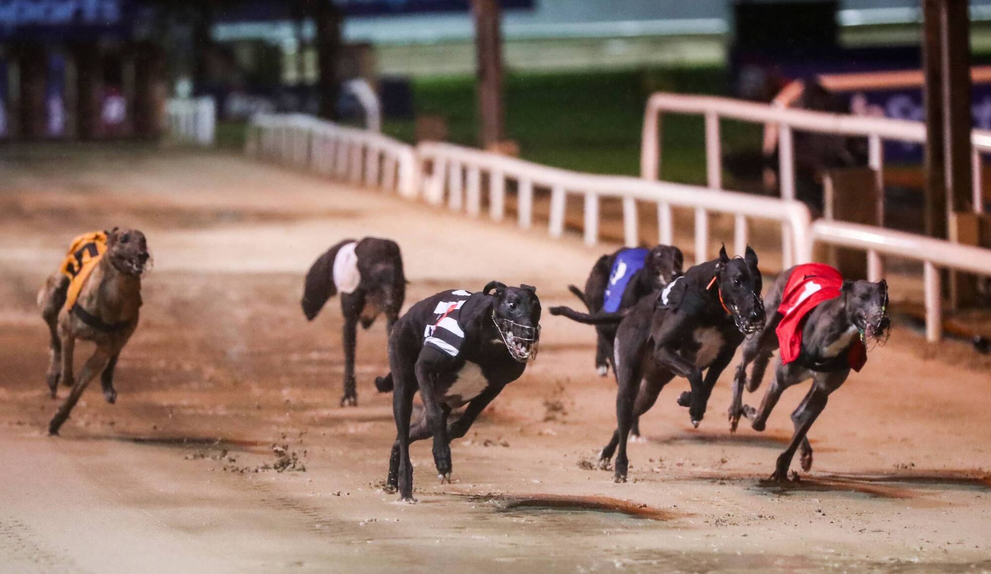 Jack Anderson: For Ireland's greyhound industry, no publicity is good publicity