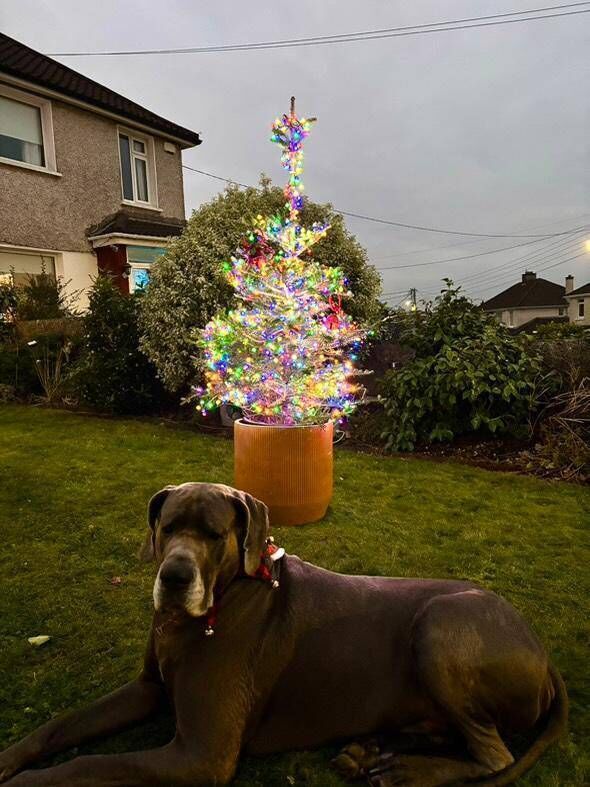 Cork dog Boxer with the pot-grown tree bought buy his human Laura Clifford. 