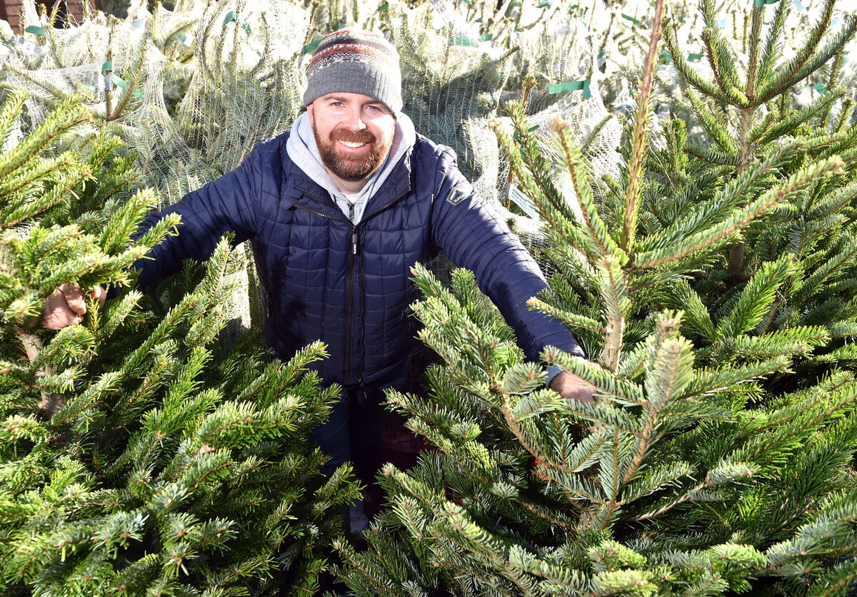 Colm Crowley, proprietor of Cork Pot Grown Christms Trees. Picture: Eddie O'Hare