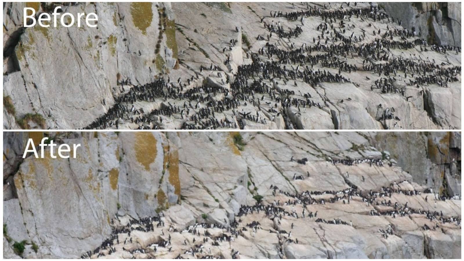 Richard Collins: The worst single-species die-off in the modern era