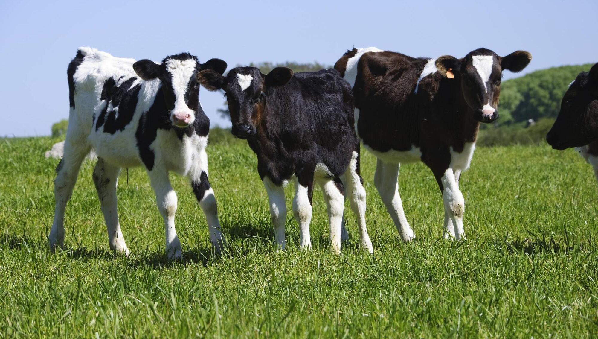 Contract-rearing pivot for former sheep farmer