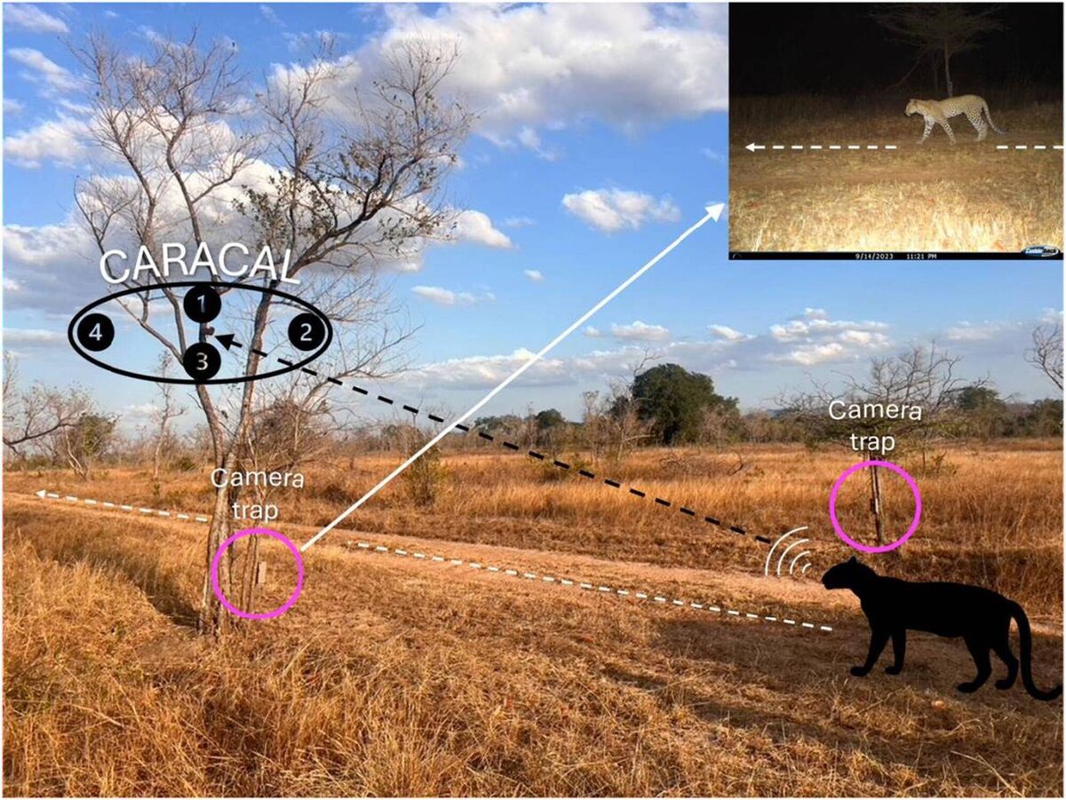 A demonstration as to how direction of travel can be inferred from a camera trap image and CARACAL recording. Numbers 1–4 represent each microphone which facilitates quadrophonic recording. In this example, the leopard vocalizes before the camera trap event. The camera trap event indicates the direction of travel (from right to left). The leopard vocalization will reach each microphone at different times. Observed time of arrival differences are only possible from a narrow band of angles and, in this case, should match the road direction, and thus the leopard's direction of travel, which precedes the camera trap and ARU station. Image from Jonathan Growcott et al